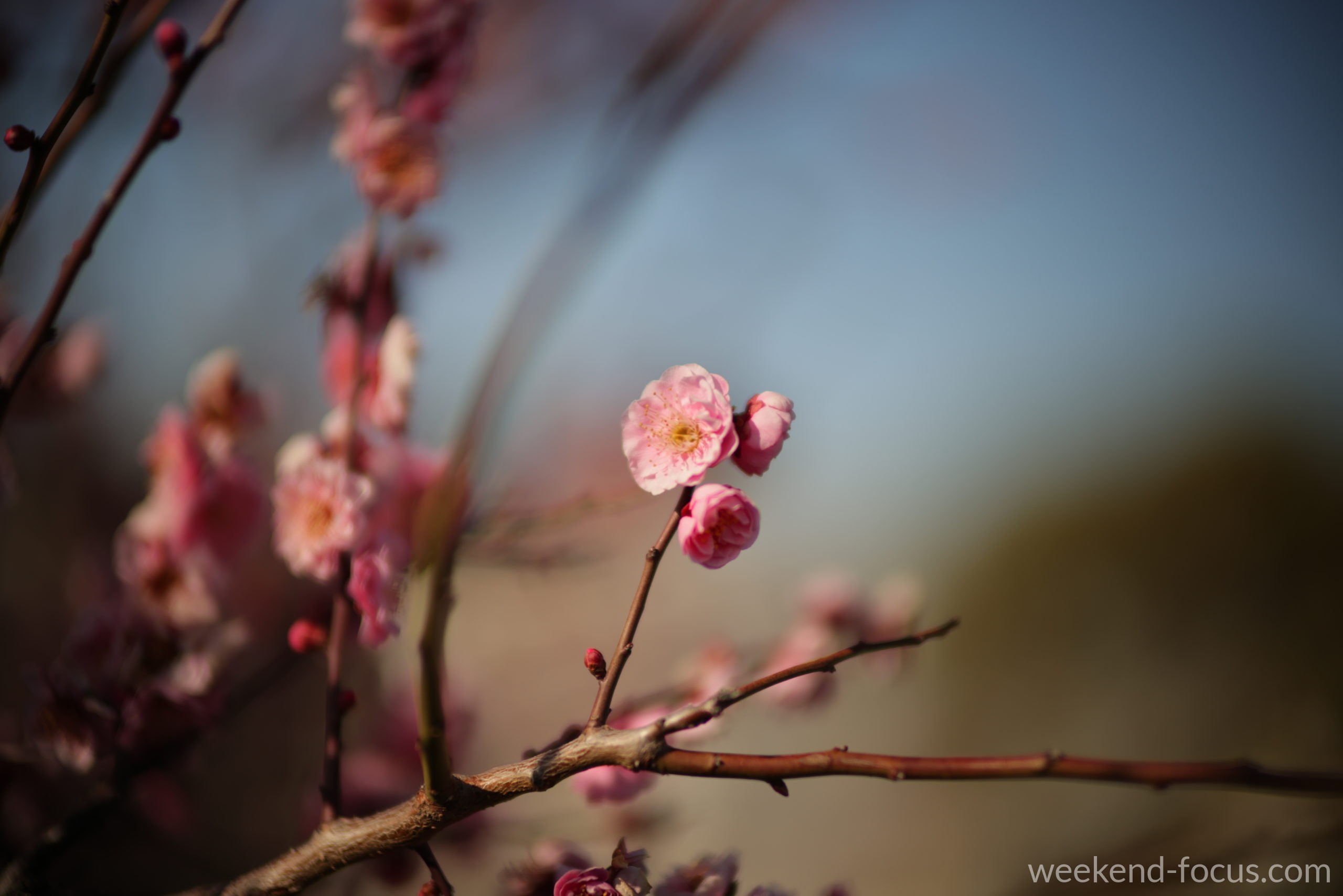 NOKTON 50mm F1, Canon EOS R5, 1/1000, F1.0, ISO 100, 梅の一輪（ND32）