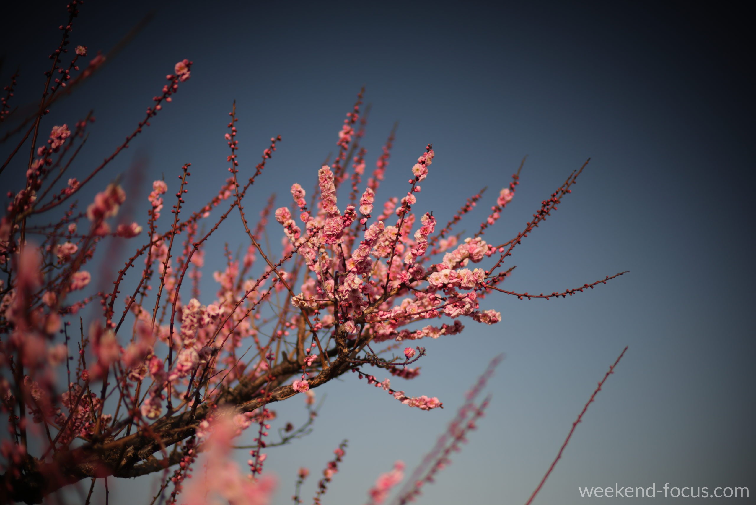 NOKTON 50mm F1, Canon EOS R5, 1/16400, F1.0, ISO 125, 梅の枝（ND32）
