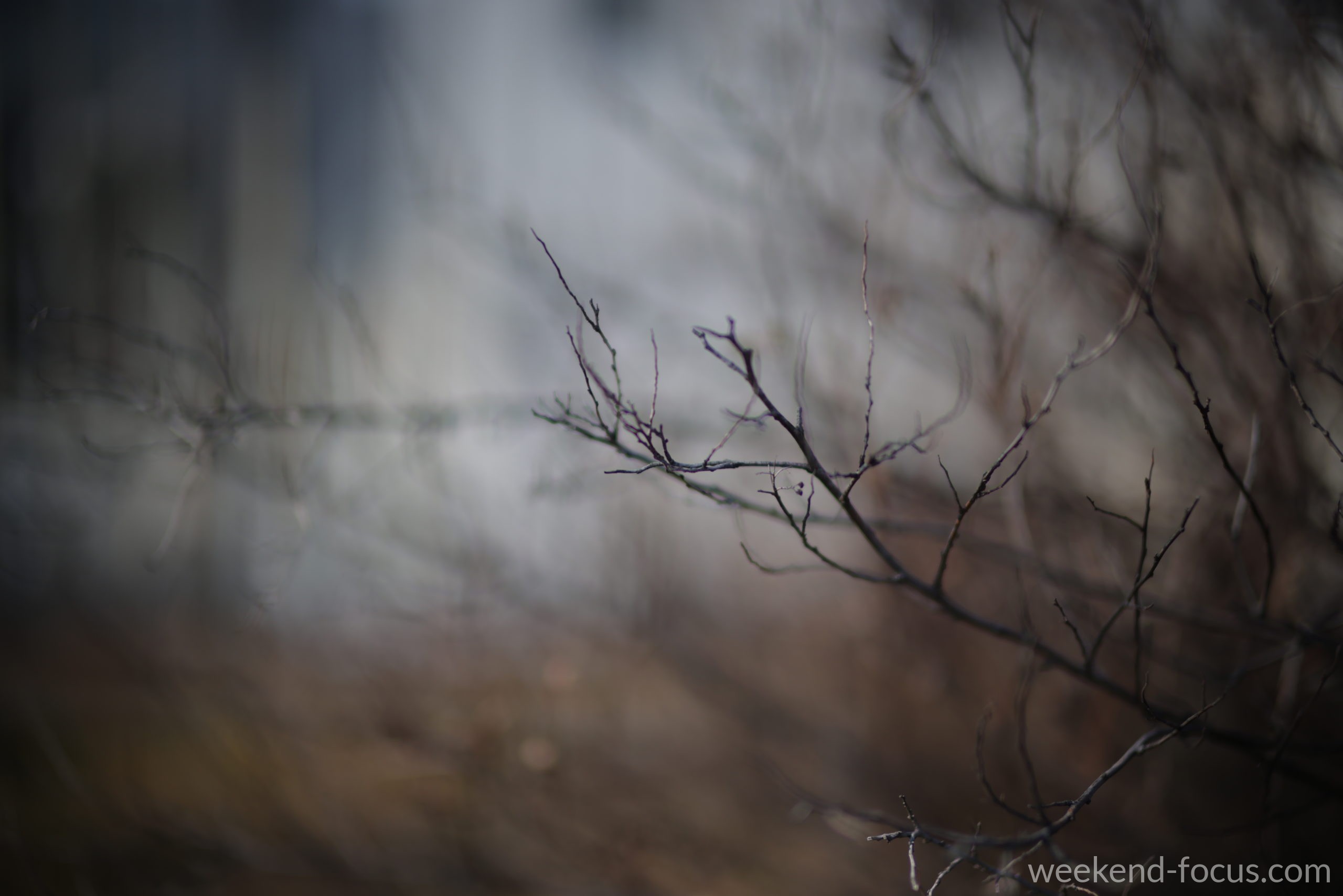 NOKTON 50mm F1, Canon EOS R5, 1/2500, F1.0, ISO 100, 枯れ木の造形（ND32）