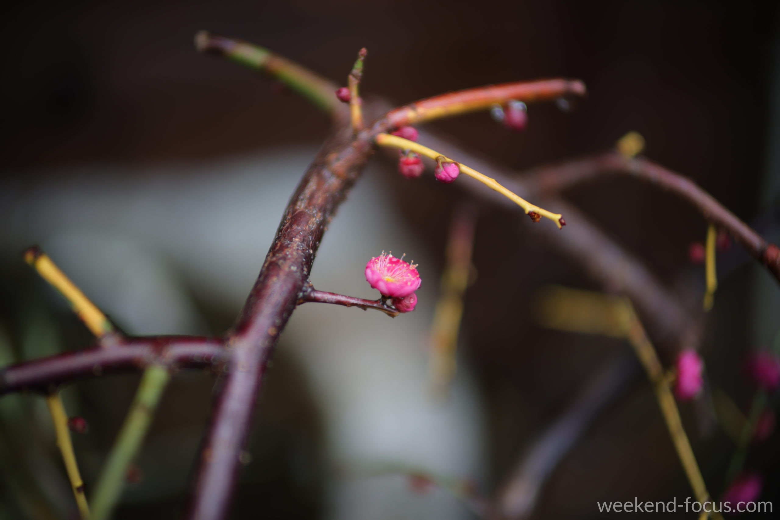 NOKTON 50mm F1, Canon EOS R5, 1/640, F1.0, ISO 200, 梅の花
